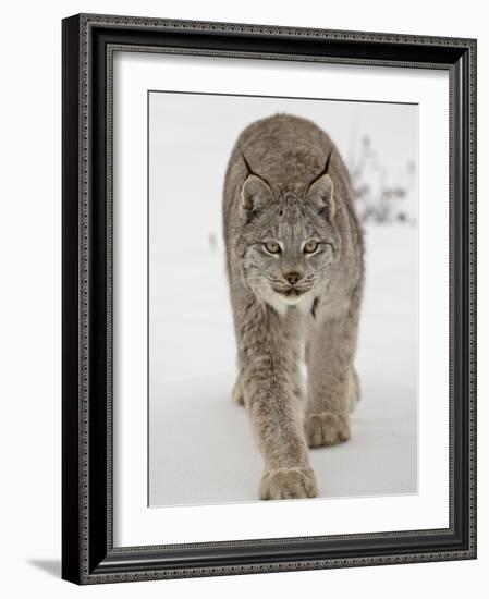 Canadian Lynx (Lynx Canadensis) in Snow in Captivity, Near Bozeman, Montana-null-Framed Photographic Print