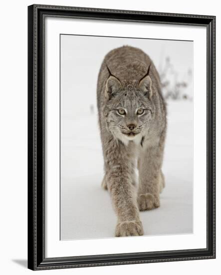 Canadian Lynx (Lynx Canadensis) in Snow in Captivity, Near Bozeman, Montana-null-Framed Photographic Print