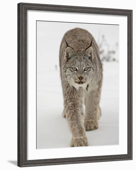 Canadian Lynx (Lynx Canadensis) in Snow in Captivity, Near Bozeman, Montana-null-Framed Photographic Print