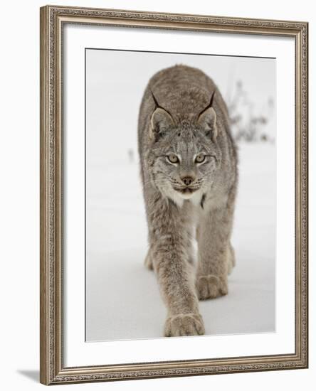 Canadian Lynx (Lynx Canadensis) in Snow in Captivity, Near Bozeman, Montana-null-Framed Photographic Print