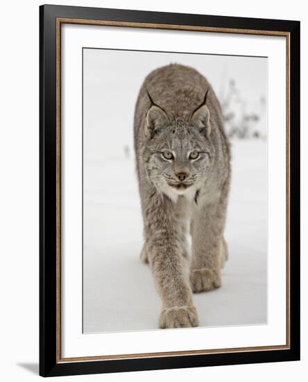 Canadian Lynx (Lynx Canadensis) in Snow in Captivity, Near Bozeman, Montana-null-Framed Photographic Print