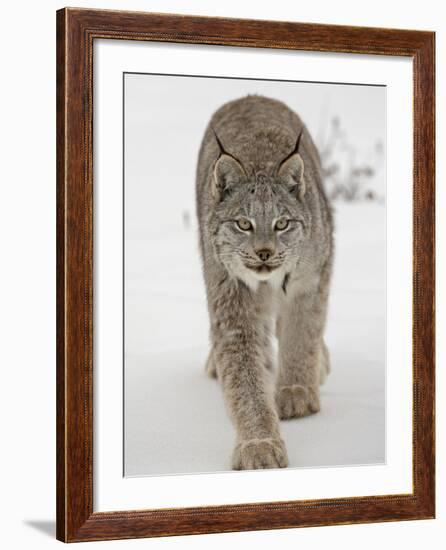 Canadian Lynx (Lynx Canadensis) in Snow in Captivity, Near Bozeman, Montana-null-Framed Photographic Print