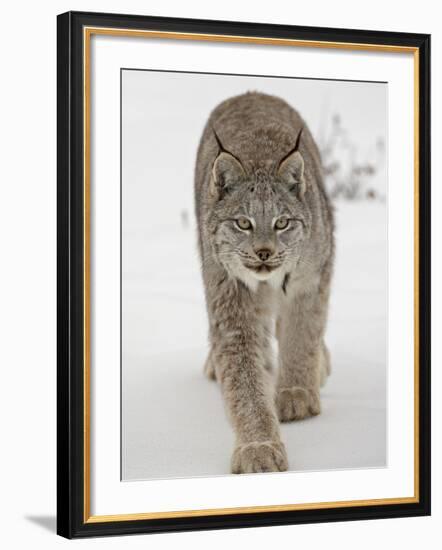 Canadian Lynx (Lynx Canadensis) in Snow in Captivity, Near Bozeman, Montana-null-Framed Photographic Print