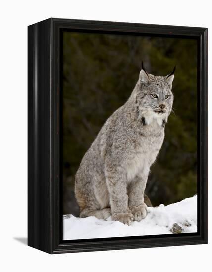 Canadian Lynx (Lynx Canadensis) in the Snow, in Captivity, Near Bozeman, Montana, USA-James Hager-Framed Premier Image Canvas