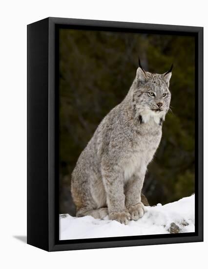 Canadian Lynx (Lynx Canadensis) in the Snow, in Captivity, Near Bozeman, Montana, USA-James Hager-Framed Premier Image Canvas