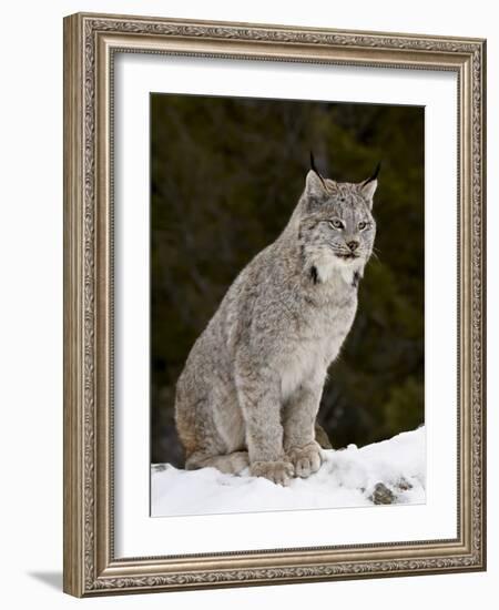 Canadian Lynx (Lynx Canadensis) in the Snow, in Captivity, Near Bozeman, Montana, USA-James Hager-Framed Photographic Print