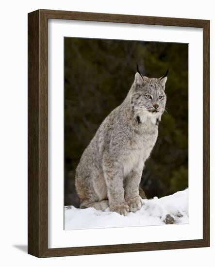 Canadian Lynx (Lynx Canadensis) in the Snow, in Captivity, Near Bozeman, Montana, USA-James Hager-Framed Photographic Print