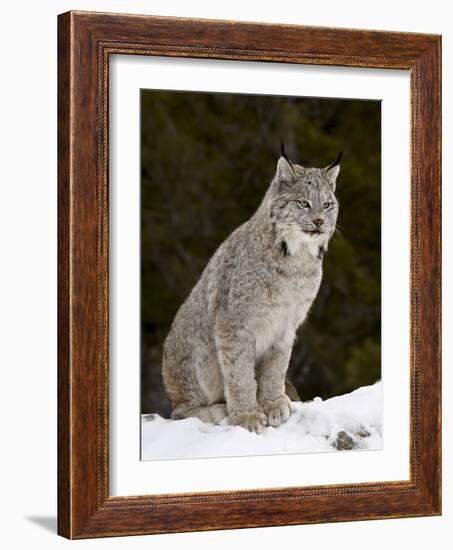 Canadian Lynx (Lynx Canadensis) in the Snow, in Captivity, Near Bozeman, Montana, USA-James Hager-Framed Photographic Print