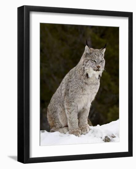 Canadian Lynx (Lynx Canadensis) in the Snow, in Captivity, Near Bozeman, Montana, USA-James Hager-Framed Photographic Print