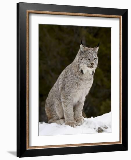 Canadian Lynx (Lynx Canadensis) in the Snow, in Captivity, Near Bozeman, Montana, USA-James Hager-Framed Photographic Print