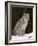 Canadian Lynx (Lynx Canadensis) in the Snow, in Captivity, Near Bozeman, Montana, USA-James Hager-Framed Photographic Print