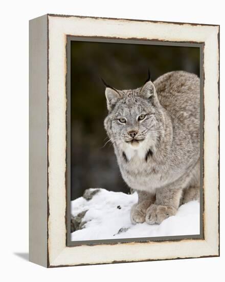 Canadian Lynx (Lynx Canadensis) in the Snow, in Captivity, Near Bozeman, Montana, USA-James Hager-Framed Premier Image Canvas