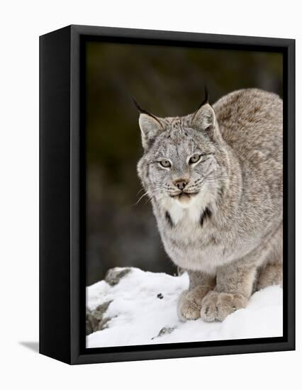 Canadian Lynx (Lynx Canadensis) in the Snow, in Captivity, Near Bozeman, Montana, USA-James Hager-Framed Premier Image Canvas