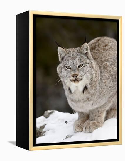 Canadian Lynx (Lynx Canadensis) in the Snow, in Captivity, Near Bozeman, Montana, USA-James Hager-Framed Premier Image Canvas