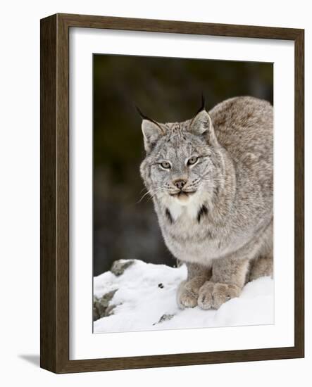 Canadian Lynx (Lynx Canadensis) in the Snow, in Captivity, Near Bozeman, Montana, USA-James Hager-Framed Photographic Print