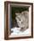 Canadian Lynx (Lynx Canadensis) in the Snow, in Captivity, Near Bozeman, Montana, USA-James Hager-Framed Photographic Print