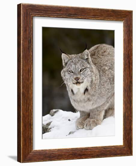 Canadian Lynx (Lynx Canadensis) in the Snow, in Captivity, Near Bozeman, Montana, USA-James Hager-Framed Photographic Print