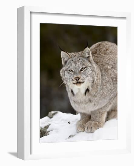 Canadian Lynx (Lynx Canadensis) in the Snow, in Captivity, Near Bozeman, Montana, USA-James Hager-Framed Photographic Print