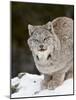 Canadian Lynx (Lynx Canadensis) in the Snow, in Captivity, Near Bozeman, Montana, USA-James Hager-Mounted Photographic Print