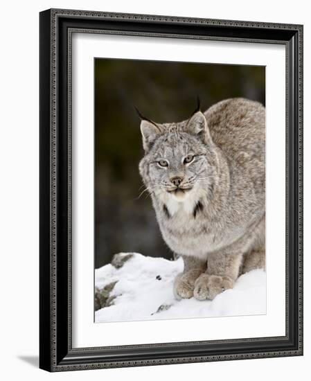 Canadian Lynx (Lynx Canadensis) in the Snow, in Captivity, Near Bozeman, Montana, USA-James Hager-Framed Photographic Print