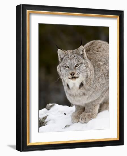 Canadian Lynx (Lynx Canadensis) in the Snow, in Captivity, Near Bozeman, Montana, USA-James Hager-Framed Photographic Print