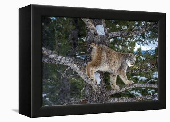 Canadian Lynx (Lynx Canadensis), Montana, United States of America, North America-Janette Hil-Framed Premier Image Canvas