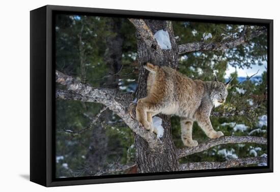 Canadian Lynx (Lynx Canadensis), Montana, United States of America, North America-Janette Hil-Framed Premier Image Canvas