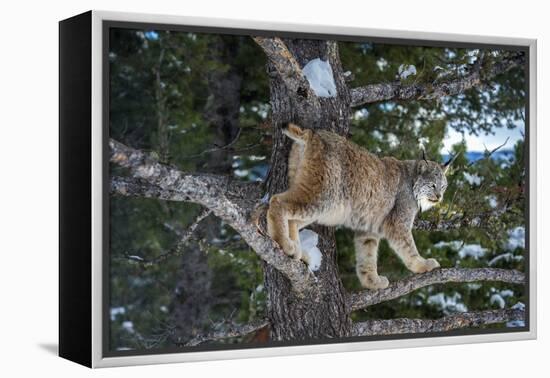 Canadian Lynx (Lynx Canadensis), Montana, United States of America, North America-Janette Hil-Framed Premier Image Canvas