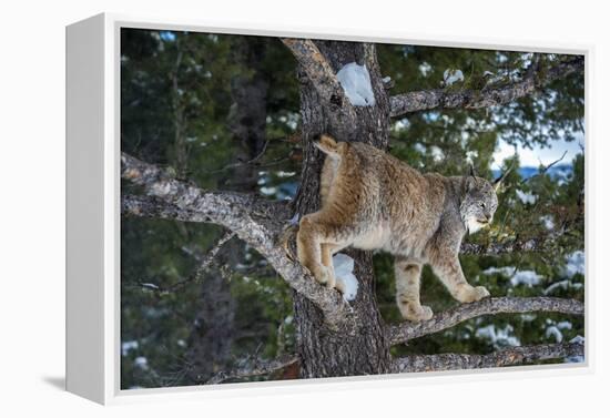 Canadian Lynx (Lynx Canadensis), Montana, United States of America, North America-Janette Hil-Framed Premier Image Canvas