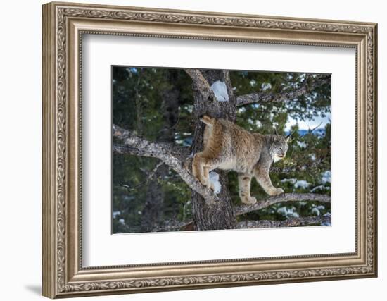 Canadian Lynx (Lynx Canadensis), Montana, United States of America, North America-Janette Hil-Framed Photographic Print