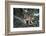 Canadian Lynx (Lynx Canadensis), Montana, United States of America, North America-Janette Hil-Framed Photographic Print