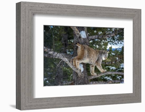 Canadian Lynx (Lynx Canadensis), Montana, United States of America, North America-Janette Hil-Framed Photographic Print