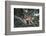 Canadian Lynx (Lynx Canadensis), Montana, United States of America, North America-Janette Hil-Framed Photographic Print