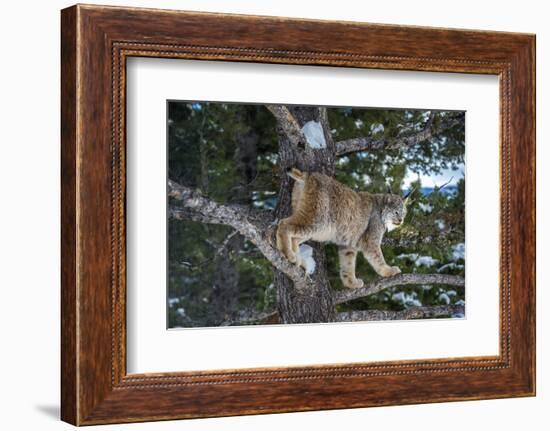 Canadian Lynx (Lynx Canadensis), Montana, United States of America, North America-Janette Hil-Framed Photographic Print