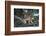 Canadian Lynx (Lynx Canadensis), Montana, United States of America, North America-Janette Hil-Framed Photographic Print