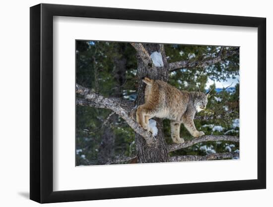 Canadian Lynx (Lynx Canadensis), Montana, United States of America, North America-Janette Hil-Framed Photographic Print