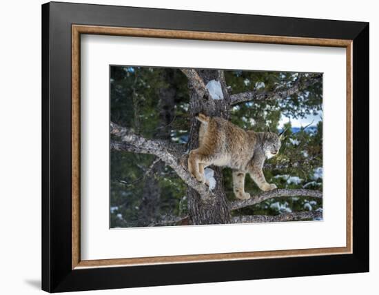 Canadian Lynx (Lynx Canadensis), Montana, United States of America, North America-Janette Hil-Framed Photographic Print