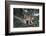 Canadian Lynx (Lynx Canadensis), Montana, United States of America, North America-Janette Hil-Framed Photographic Print