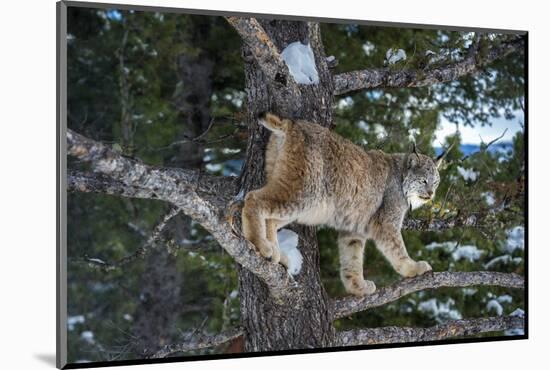 Canadian Lynx (Lynx Canadensis), Montana, United States of America, North America-Janette Hil-Mounted Photographic Print