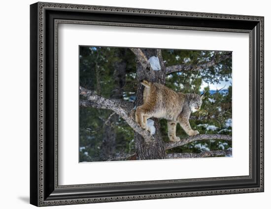 Canadian Lynx (Lynx Canadensis), Montana, United States of America, North America-Janette Hil-Framed Photographic Print