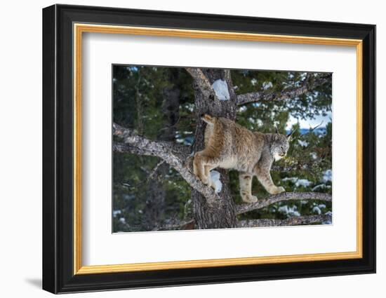 Canadian Lynx (Lynx Canadensis), Montana, United States of America, North America-Janette Hil-Framed Photographic Print