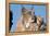 Canadian Lynx with Young-W^ Perry Conway-Framed Premier Image Canvas