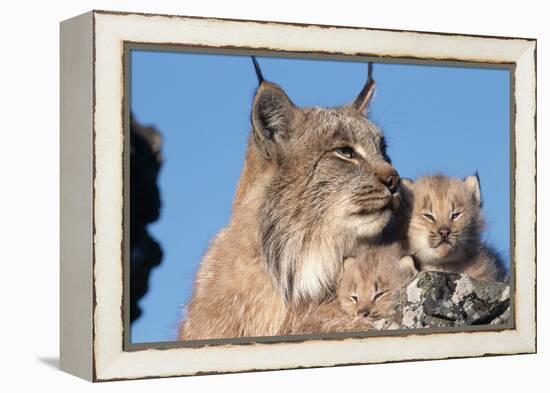 Canadian Lynx with Young-W^ Perry Conway-Framed Premier Image Canvas