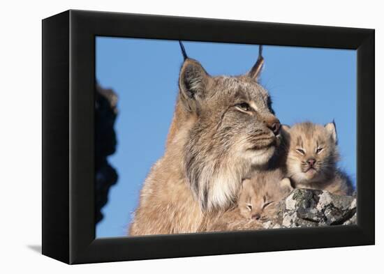 Canadian Lynx with Young-W^ Perry Conway-Framed Premier Image Canvas