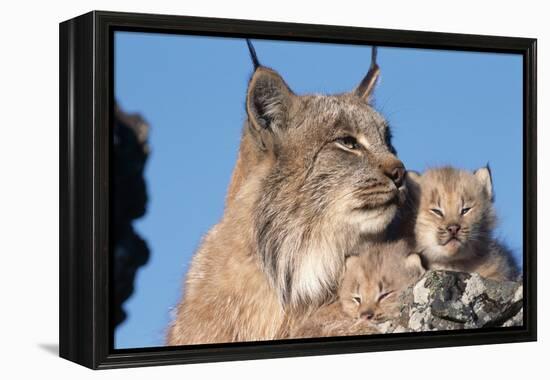 Canadian Lynx with Young-W^ Perry Conway-Framed Premier Image Canvas