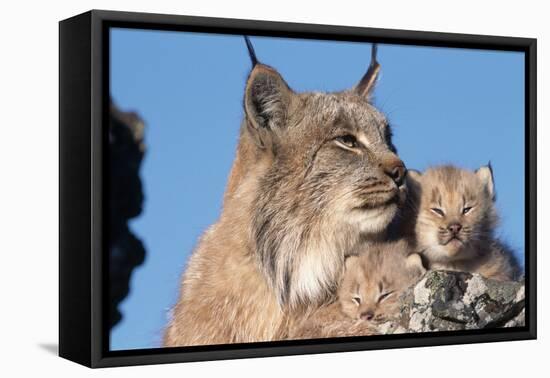 Canadian Lynx with Young-W^ Perry Conway-Framed Premier Image Canvas