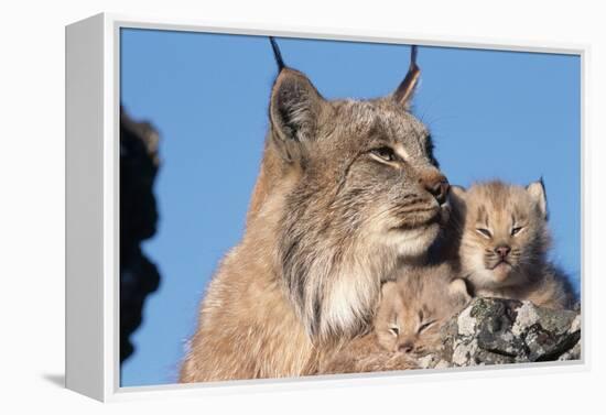 Canadian Lynx with Young-W^ Perry Conway-Framed Premier Image Canvas