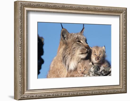 Canadian Lynx with Young-W^ Perry Conway-Framed Photographic Print