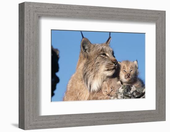 Canadian Lynx with Young-W^ Perry Conway-Framed Photographic Print