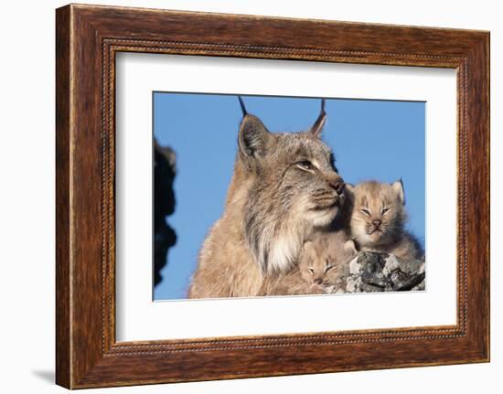 Canadian Lynx with Young-W^ Perry Conway-Framed Photographic Print